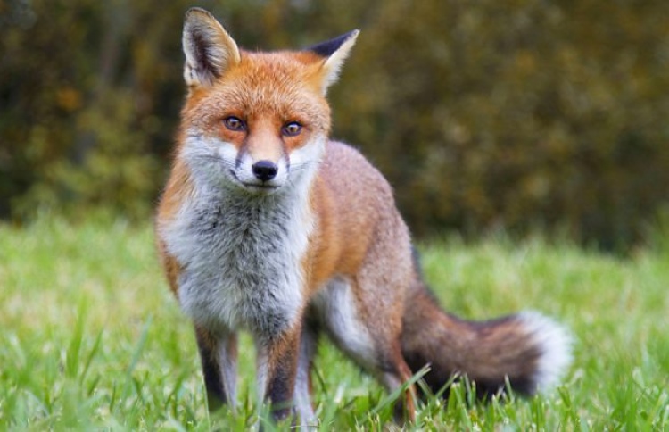 ފައިވާނާއި ބޫޓު އެއްކުރާ ހިޔަޅެއް