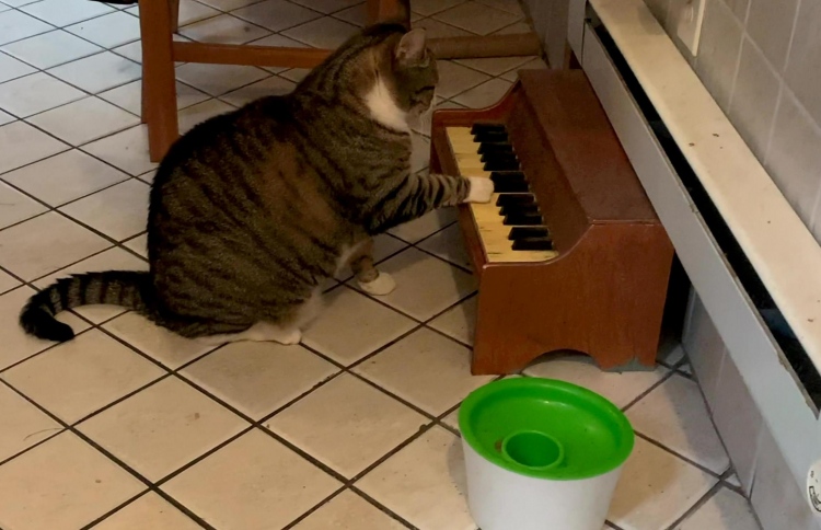 ބަނޑުހައިވީމާ ޕިއާނޯ ކުޅޭ ބުޅަލެއް