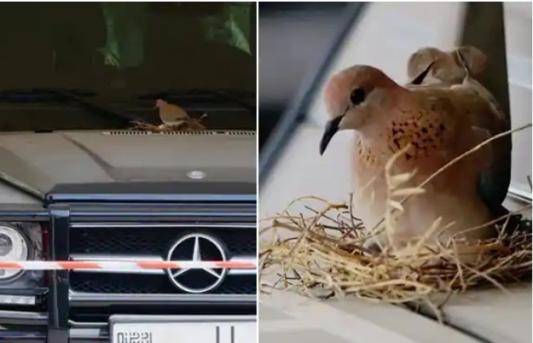 ދޫނި ހާލިހެދުމުން ދުބާއީ ވަލީއަހުދުގެ ކާރު ޕާކުކޮށްފައި