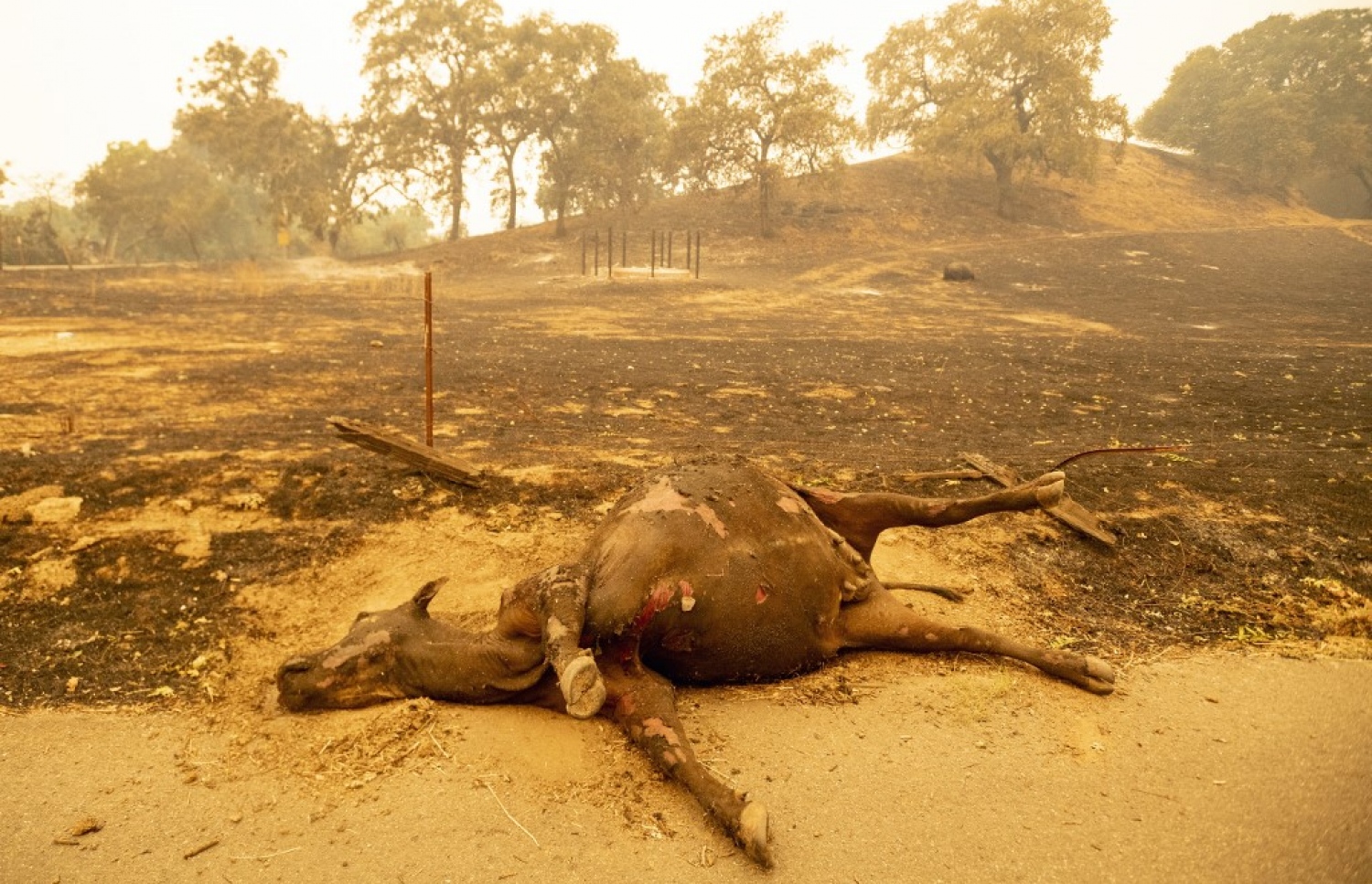 އެމެރިކާގެ ކެލިފޯނިއާ އަށް މިއަހަރު ކުރިމަތިވި ގަދަ ހޫނުގެ ސަބަބުން ލިބިފައިވާ ބައެއް ގެއްލުންތައް. --އޭއެފްޕީ