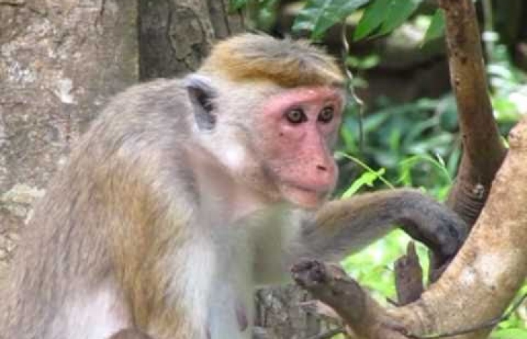 ލަންކާގައި ރާމާމަކުނު ގިނަވެ، ބިރަކަށްވެއްޖެ: ސިރިސޭނާ