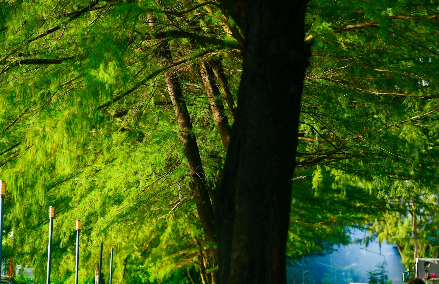 މިއީ ހުޅުމާލޭގެ އެންމެ ހިޔާ ބޮޑު އަދި ހިތްގައިމު ފެހި ސަރަހައްދުގައި ހުރި ފިތުރޯނު ގަސްތައް. މި ސަރަހައްދުން ބައެއް ގަސްތައް ނަގަން އެޗްޑީސީން ވަނީ ނިންމާފައި.-- ފޮޓޯ: ނިޝާން އަލީ | މިހާރު