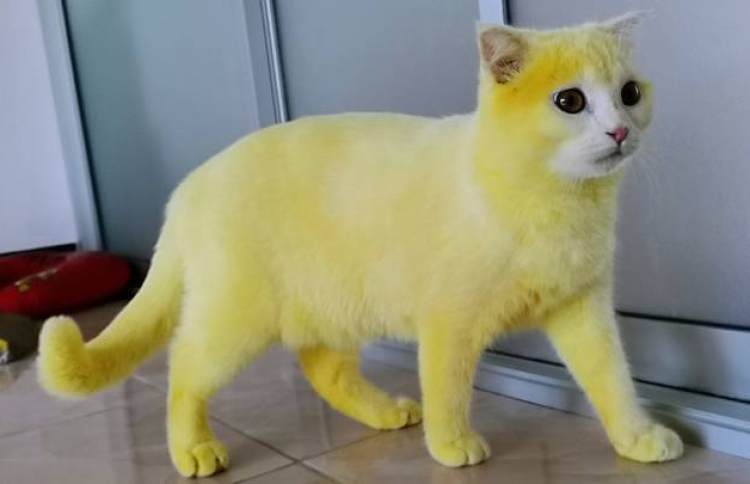 ކުރެވުނު ކަމަކުން ބުޅާ ރީނދޫވެއްޖެ