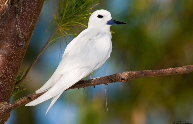 ދޮންދީނި ހިމާޔަތްކުރަން ކާޅު މެރުމުގެ ލަފަޔަކަށް އެދެފި