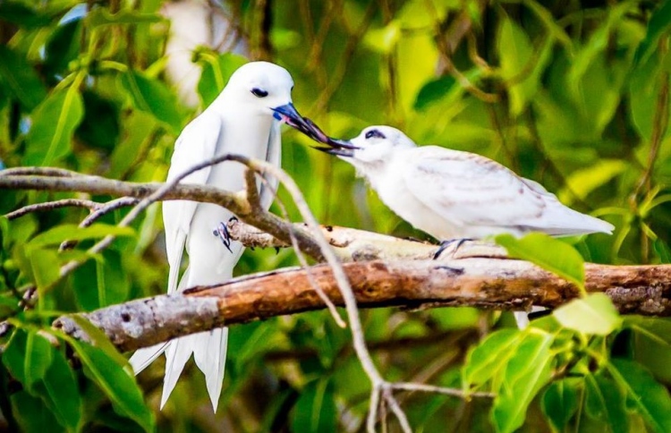 ދޮންދީނީގެ އާބާދީ ބަލަން އައްޑޫގައި ސާވޭއެއް