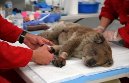 (FILES) A file photo taken on January 14, 2020 shows an injured Koala being treated for burns by a vet at a makeshift field hospital at the Kangaroo Island Wildlife Park on Kangaroo Island. (Photo by Peter PARKS / AFP)