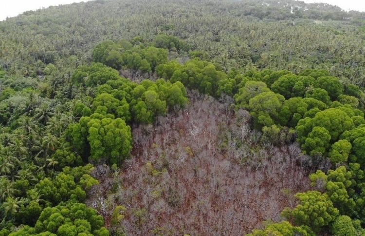 ވައިކަރަދޫގެ ކަނޑޫފަލަށް ވެސް ކުއްލި މަރެއް