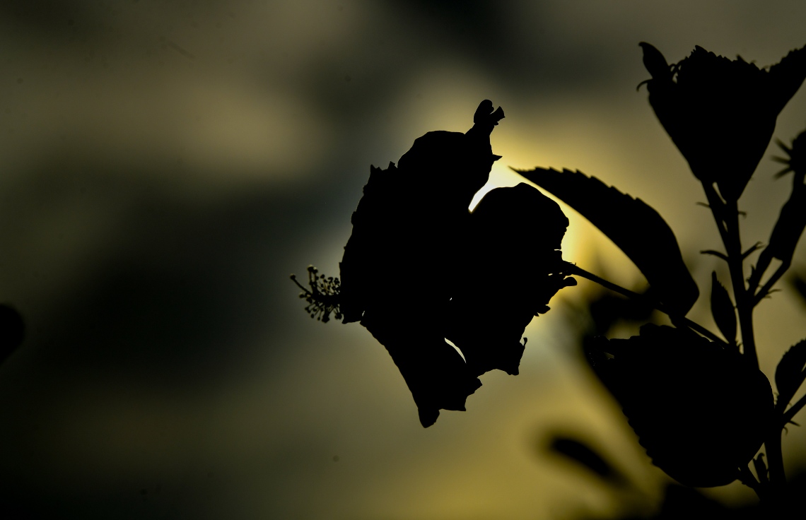 މަލާއި ފަތްތަކުގެ ފޮޓޯއަކީ، އެކި އަލިތަކުގައި ވަރަށް ރީތިކޮށް ނެގޭ އެއްޗެއް: ލޮނުޒިޔާރަތްކޮޅު ޕާކުން އެ ފުރުސަތު ލިބޭނެ ކަމަށް ބެލެވޭ --ފޮޓޯ: ނިޝާން އަލީ/މިހާރު