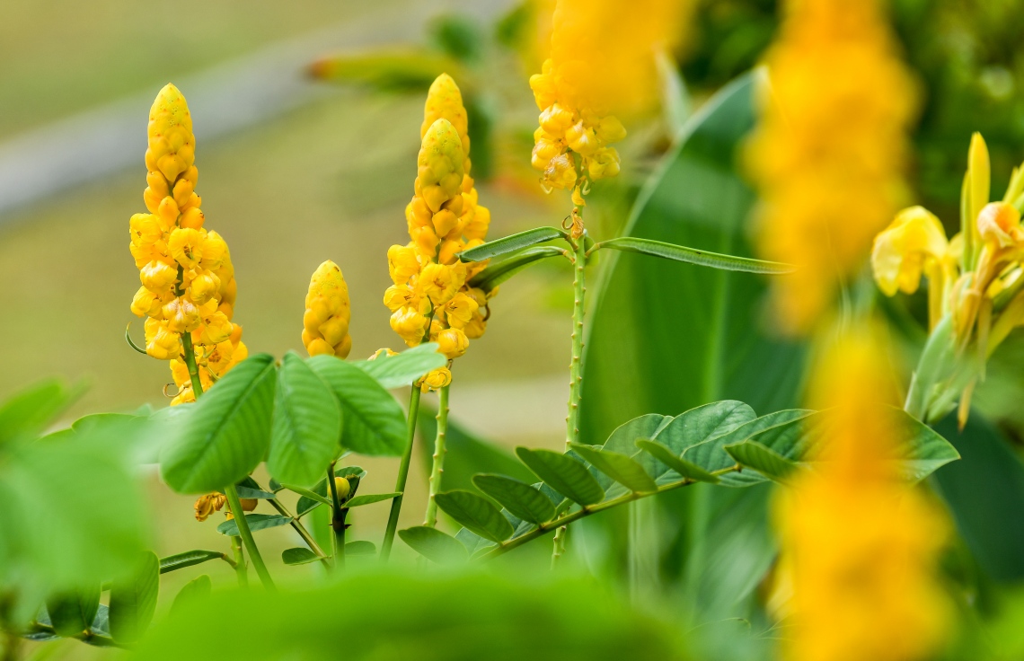 ގޭގޭގައި ގަސް ހެއްދެމުގެ ލޯބި ބޮޑުވެފައިވާ މި ދުވަސްވަރު، ލޮނުޒިޔާރަތްކޮޅު ޕާކް ތެރެއިން ފެންނަ މަންޒަރުތަކުން ގިނަ ބައެއްގެ ހިތްފުރޭހާ ވޭ --ފޮޓޯ: ނިޝާން އަލީ/މިހާރު