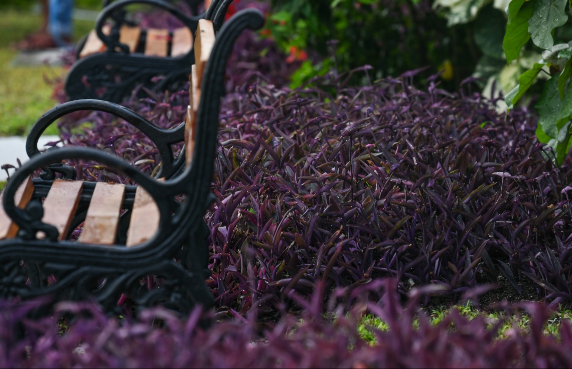 ތަނުގެ ހިތްގައިމުކަން ބޮޑުކުރަން އެކި ހިސާބުތަކުގައި ވަރަށް ތަފާތު ކުލަތަކުގެ ގަސްތައް ވެސް ވަނީ އިންދާފައި. ފޮޓޯ: ނިޝާން އަލީ/މިހާރު