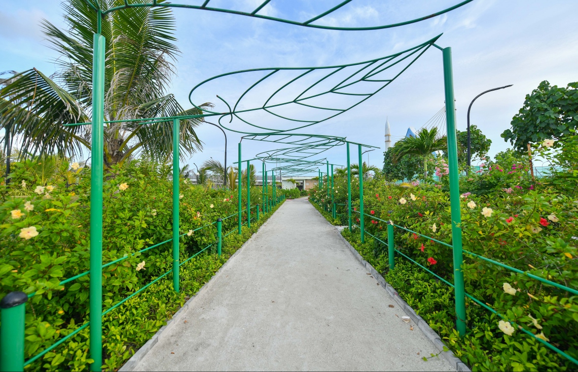 ޕާކް ތެރޭގައި ހިނގަން ހަދާފައި އޮތް މަގެއް: މި ޕާކް ހުޅުވުމުން މާލޭގެ އިމާރާތްތަކުން ފުރިފައިވާ މާހައުލަށް އިތުރު ފެހިކަމެއް އަންނާނެ. ފޮޓޯ: ނިޝާން އަލީ/މިހާރު