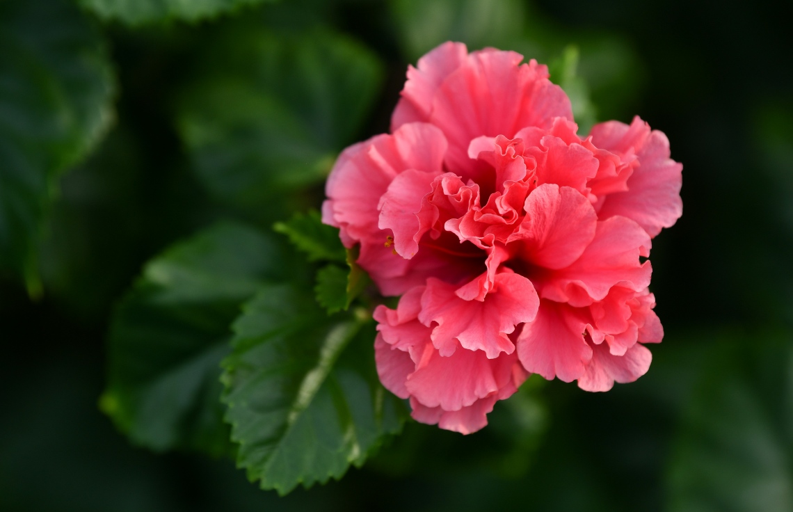 މިހާތަނަށް ޕާކަށް ވަނުމުގެ ފުރުސަތު ލިބިފައިވާ ބައެއް މީހުން ބުނާ ގޮތުގައި އާންމުންނަށް އޮތް އެންމެ ބޮޑު އެއް ހިތްހަމަޖެހުމަކީ ހައްދާފައިވާ ތަފާތު ވައްތަރުގެ މާ ގަސްތައް --ފޮޓޯ: ނިޝާން އަލީ/މިހާރު