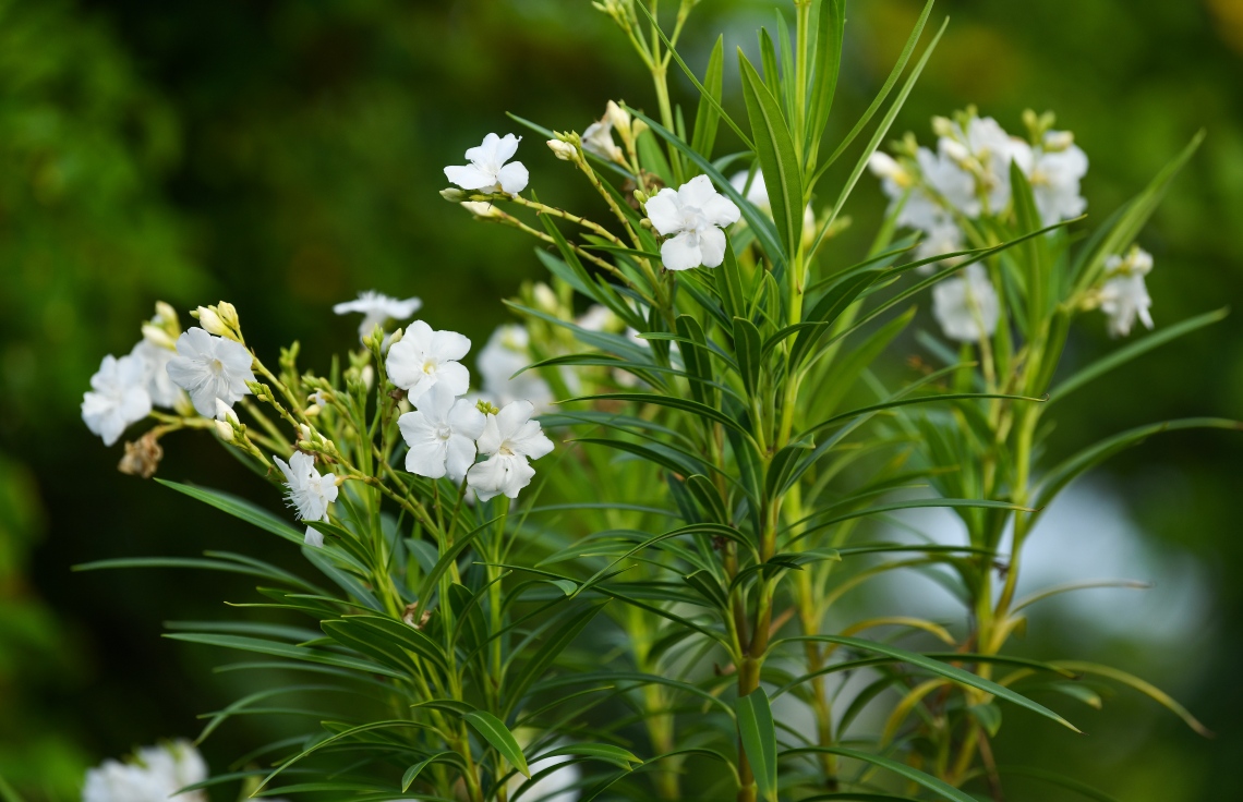 އާންމުންނަށް ހުޅުވާލުމުގެ ކުރިން ޕާކްގައި މާ ގަސްތަކާއި އެހެން ފާޑުގެ ގަސްތައް ހައްދަން މިހާރު ވެސް ގެންދަނީ ވަރަށް ބޮޑަށް މަސައްކަތް ކުރަމުން --ފޮޓޯ: ނިޝާން އަލީ/މިހާރު