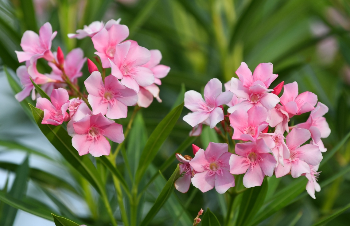 އާ ޕާކްގައި މާތަކެއް ފޮޅިފައި: މި ޕާކް އާންމުންނަށް ހުޅުވާލާނެ ދުވަހެއް އަދި ނޭނގޭ --ފޮޓޯ: ނިޝާން އަލީ/މިހާރު