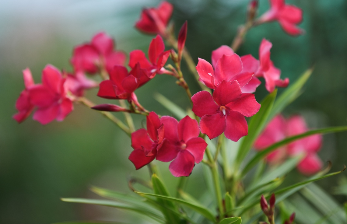 ޕާކްގައި ހައްދާފައިވާ ގިނަ ގަސްތަކެއް ވަނީ ފޯދި، މާ އަޅަން ފަށާފައި: އެކަމަކު އާންމުންނަށް އަދި ޕާކް ހުޅުވައެއްނުލާ ފޮޓޯ: ނިޝާން އަލީ/މިހާރު