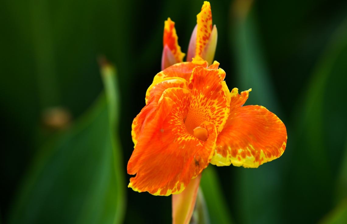 މަލަކީ ގިނަ ބަޔަކަށް ފެންނަ އުފަލުގެ މަންޒަރެއް: ލޮނުޒިޔާރަތްކޮޅު ޕާކް ފާހަގަކުރެވޭނީ ތަފާތު މާތައް ގިނަ ތަނެއްގެ ގޮތުގައި --ފޮޓޯ: ނިޝާން އަލީ/މިހާރު