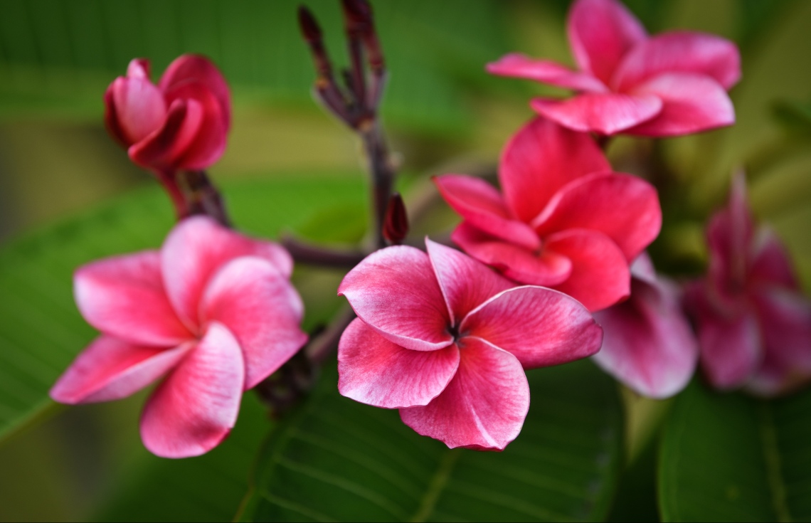 މާލޭގައި މާ ގަސްތަކާއި އެހެން ފާޑުގެ ގަސްތައް ހައްދަން މި ދުވަސްވަރު ގިނަ ބަޔަކު ޝައުގުވެރިވޭ: އާ ޕާކްގެ މާ ގަސްތައް ފެނިއްޖެ ނަމަ އެ ޝައުގުވެރިކަން އިތުރަށް ބޮޑުވެދާނެ ކަމަށް ފެނޭ --ފޮޓޯ: ނިޝާން އަލީ/މިހާރު