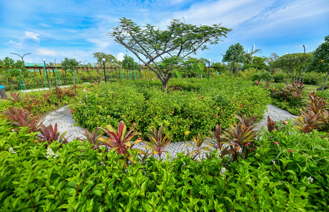 ކުދި ގަސްތަކެއްގެ ތެރޭގައި މައި ގަހެއް ހެދެނީ: ލޮނުގެ އަސަރު ބޮޑު މި ސަރަހައްދުގައި މި ވަރުގެ ޕާކެއް ގިނަ ދުވަހަށް ދަމަހައްޓަން ބޮޑު ހޭދައަކާއި މަސައްކަތެއް ކުރަން ޖެހޭނެ --ފޮޓޯ: ނިޝާން އަލީ/މިހާރު