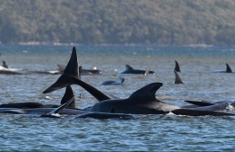 This photograph taken on September 21, 2020 shows a pod of whales stranded on a sandbar in Macquarie Harbour on the rugged west coast of Tasmania. - Up to 90 whales have died and a "challenging" operation is underway to rescue 180 more still stranded in a remote bay in southern Australia on September 22. Scientists said two large pods of long-finned pilot whales became stuck on sandbars in Macquarie Harbour, on Tasmania's sparsely populated west coast. (Photo by - / POOL / AFP)