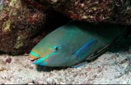 The Maldivian government recently added Parrotfish to the list of protected marine species in Maldives. PHOTO: OCEANA.ORG