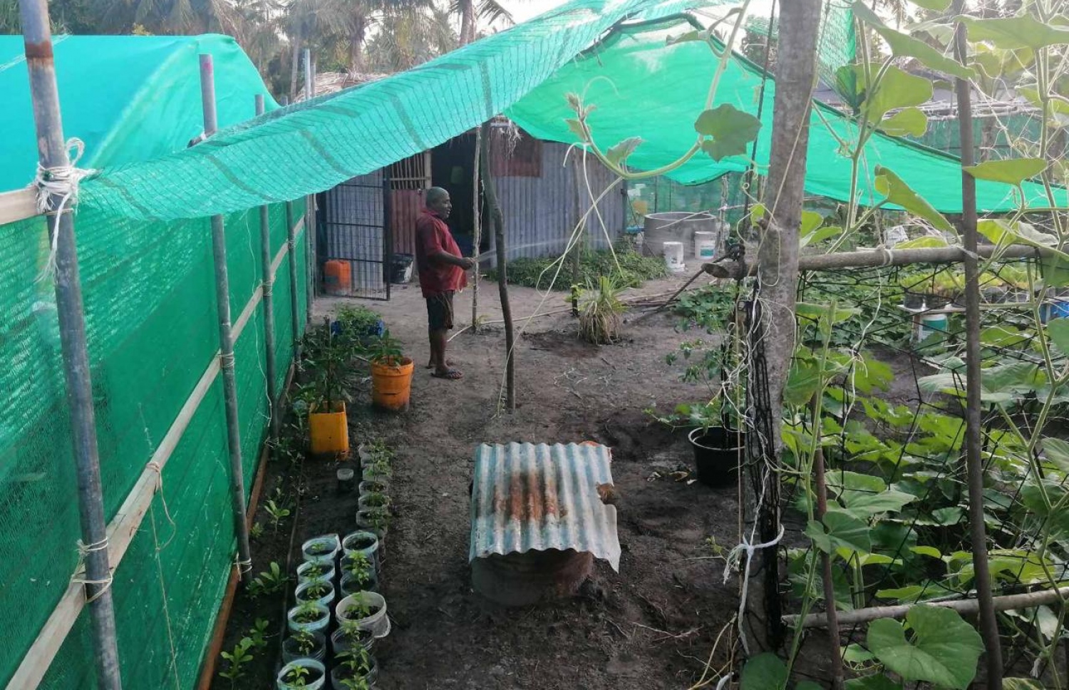 ދިގުރަށުގެ ދަނޑެއްގައި ހައްދާފައިވާ ގަސްތަކަކަށް މީހަކު ފެން ދެނީ: އެ ރަށުގެ ގިނަ ބަޔަކު މިހާރު ކުރަނީ މި މަސައްކަތް