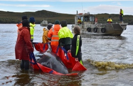 Rescuers move a whale to a boat to be taken back to sea in Macquarie Harbour on the rugged west coast of Tasmania on September 25, 2020, as Australian rescuers were forced to begin euthanising some surviving whales from a mass stranding that has already killed 380 members of the giant pod. (Photo by Mell CHUN / AFP)