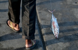 Fish Market / Fishing