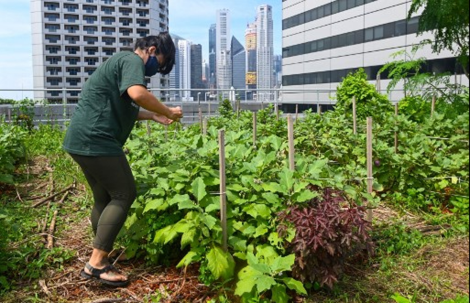 ރަށެއްގައި ދަނޑުވެރިކަން ކުރަނީ: އޯގެނިކް ދަނޑުވެރިކަމަކީ ފަސޭހަ ދަނޑުވެރިކަމެއް ނޫން -- ފައިލް ފޮޓޯ: މިހާރު