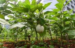 This photograph taken on September 7, 2020 shows a casper eggplant growing in a rooftop garden above the Raffles City mall in Singapore. - On the rooftop of a Singapore shopping mall, a sprawling patch of eggplants, rosemary, bananas and papayas stand in colourful contrast to the grey skyscrapers of the city-state's business district. (Photo by Roslan RAHMAN / AFP) /