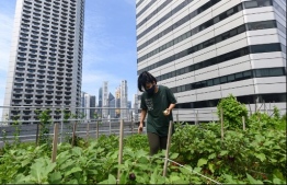 This photograph taken on September 7, 2020 shows a staff member tending to a rooftop garden used for urban farming to grow edible plants above the Raffles City mall in Singapore. - On the rooftop of a Singapore shopping mall, a sprawling patch of eggplants, rosemary, bananas and papayas stand in colourful contrast to the grey skyscrapers of the city-state's business district. (Photo by Roslan RAHMAN / AFP) /