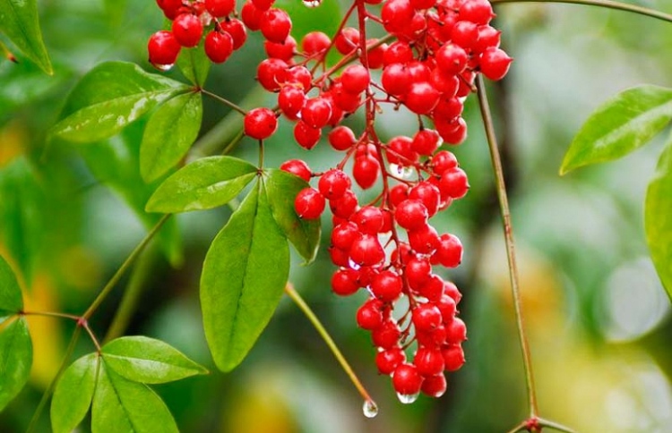 ގަސްގަހާގެހީގެ ފަސްބައިކުޅަ ދެ ބައި ނުރައްކަލުގައި