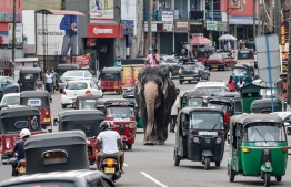 A mahout rides an elephant among the traffic down a street in Piliyandala, a suburb of Sri Lanka's capital Colombo on September 27, 2020. (Photo by LAKRUWAN WANNIARACHCHI / AFP)