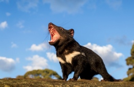 This undated handout photo released by Aussie Ark on October 1, 2020 shows a Tasmanian devil walking in the wild in mainland Australia. - Tasmanian devils have been released into the wild on Australia's mainland 3,000 years after the feisty marsupials went extinct there, in what conservationists described on October 5 as a "historic" step. (Photo by Handout / Aussie Ark / AFP)