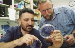 This 2017 handout photo obtained October 5, 2020, courtesy of The Rockefeller University shows Charles M. Rice(R) with a student in a lab. - Americans Harvey Alter and Charles Rice together with Briton Michael Houghton won the Nobel Medicine Prize on October 5, 2020 for the discovery of the Hepatitis C virus, the Nobel jury said.The three were honoured for their "decisive contribution to the fight against blood-borne hepatitis, a major global health problem that causes cirrhosis and liver cancer in people around the world," the jury said. Thanks to their discovery, highly sensitive blood tests for the virus are now available and these have "essentially eliminated post-transfusion hepatitis in many parts of the world, greatly improving global health", the Nobel committee said. (Photo by Handout / The Rockefeller University / AFP) / 