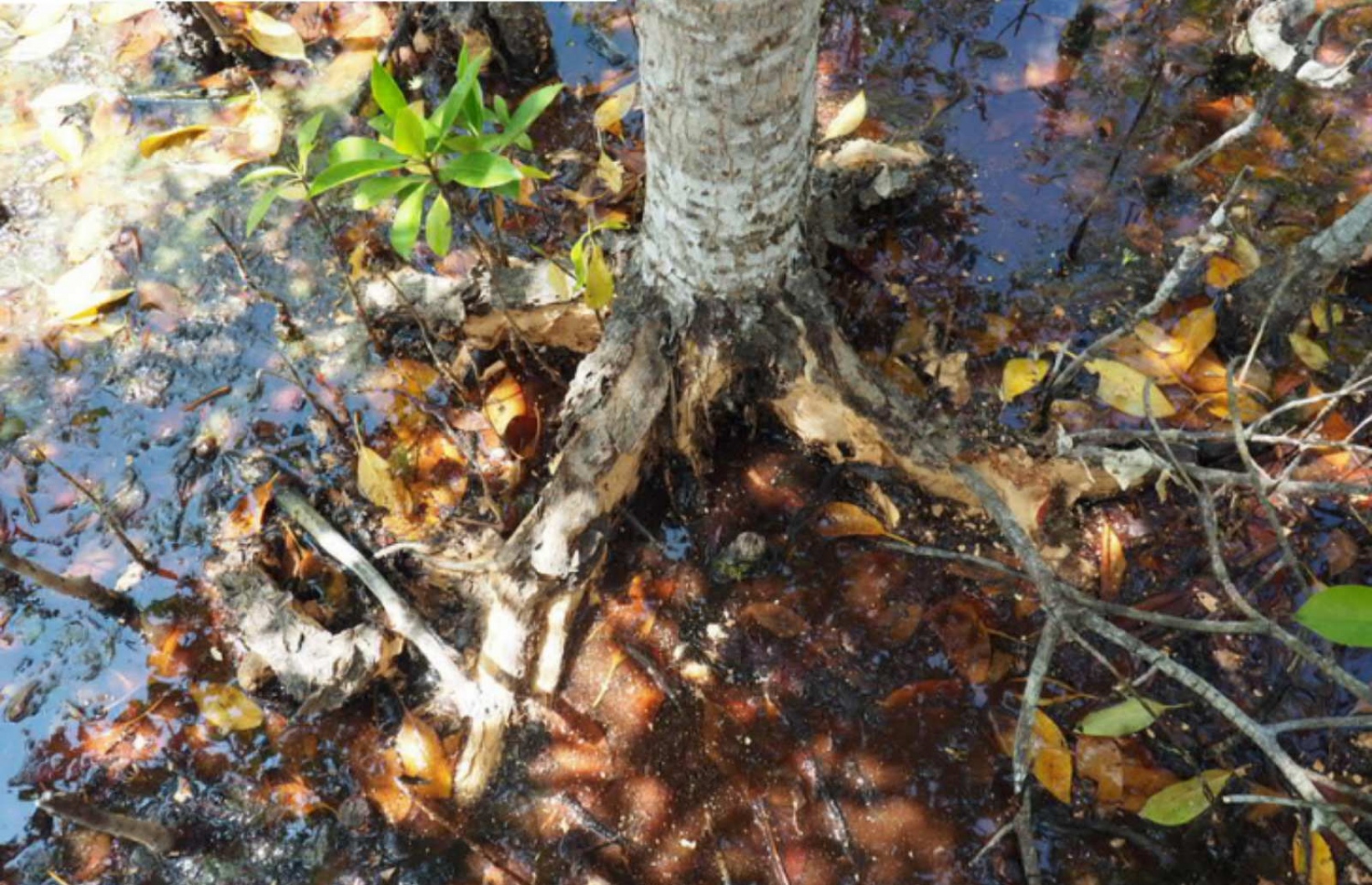 ހއ. ކެލާގެ ކުޅިން ފެނުނު ބުރުގެރިއާ ހެނެސީ ބާވަތުގެ ގަހެއް.-- ފޮޓޯ: އެންވަޔަރްމަންޓް މިނިސްޓްރީ