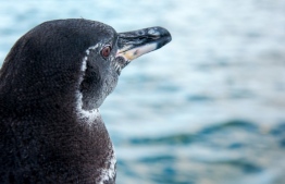 (FILES) Handout file photo taken on October 26, 2018 and released by the Charles Darwin Foundation showing a Galapagos penguin standing in Isabela Island, in Galapagos archipelago, Ecuador. - Galapagos National Park registered a record increase in the population of penguins and flightless cormorants, both species endemic to the archipelago, according to a census published on October 23, 2020. (Photo by - / Charles Darwin Foundation / AFP) / 