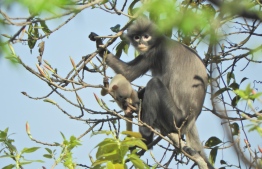 In this undated handout photo released by the German Primate Center (DPZ) on November 11, 2020, the newly discovered primate named Popa langur (Trachypithecus popa) is seen on a tree branch on Mount Popa, Myanmar. - In a rare find, scientists have identified a new species of primate, a lithe tree-dweller living in the forests of central Myanmar with a mask-like face framed by a shock of unruly grey hair according to a study published November 11, in Zoological Research. (Photo by Thaung Win / GERMAN PRIMATE CENTER / AFP) / -----EDITORS NOTE --- RESTRICTED TO EDITORIAL USE - MANDATORY CREDIT "AFP PHOTO / GERMAN PRIMATE CENTER" - NO MARKETING - NO ADVERTISING CAMPAIGNS - DISTRIBUTED AS A SERVICE TO CLIENTS - NO ARCHIVE