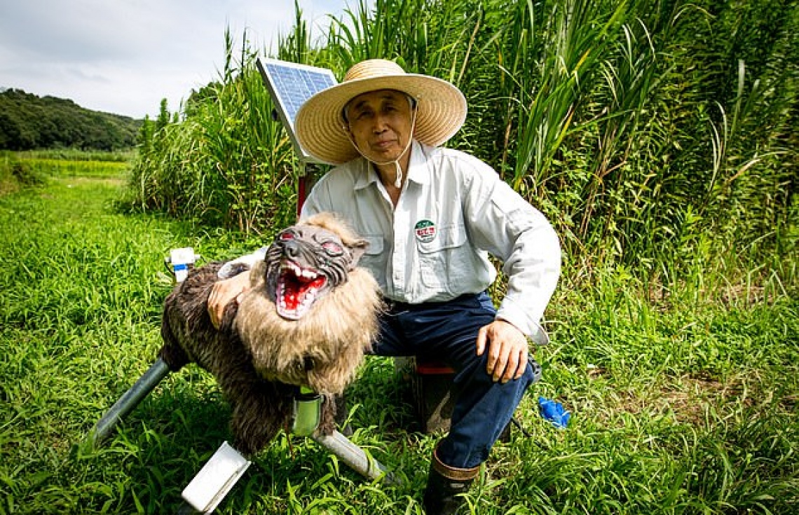 ސާރިދޯޅުގެ އުނދަގޫ ބޮޑުވެގެން ރޮބޮޓް ހިޔަޅު ނެރެފި