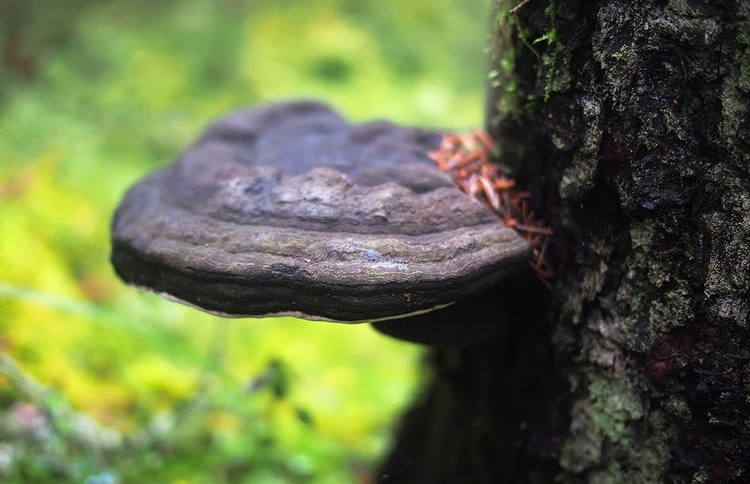 ޗާގާ މަޝްރޫމް ކޮވިޑާ ދެކޮޅަށް ބޭނުންކުރެވޭތޯ ބަލަނީ