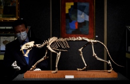 Director of "Piguet Hotel des Ventes" auction house Bernard Piguet poses with a rare sabre-toothed cat's skeleton during a preview of the sale in Geneva, on December 1, 2020. - Recently discovered in the American soil of a ranch the skeleton is among nearly forty natural history pieces that will be auctioned on December 8, 2020 in Geneva. "This fossil is exceptional, first of all because of its conservation, it is 37 million years old, and 90% complete," Bernard Piguet, director of the Geneva auction house, told AFP. (Photo by Fabrice COFFRINI / AFP)