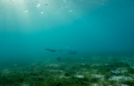 “The data we gathered revealed that guests saw more megafauna in the seagrass meadows than on the reefs. Conserving these meadows was good for business". PHOTO: MATT PORTEUS / OCEAN CULTURE LIFE