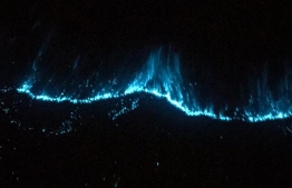 Glowing plankton