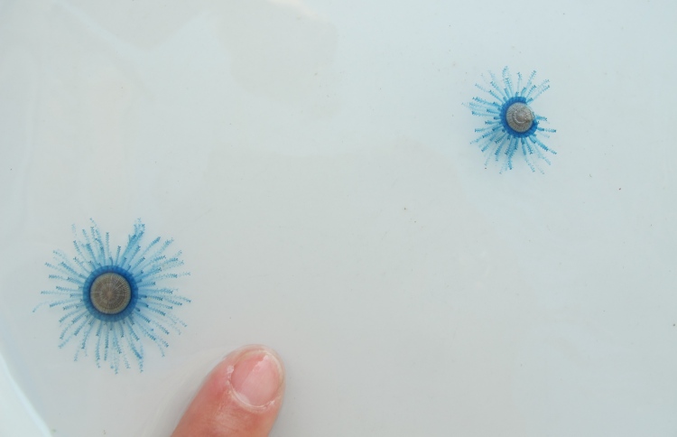 ރެދަނުން ދިއްލޭ ހުޅުމާލޭ މޫދުގައި ޖެލީ ފިޝް!