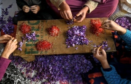 In this picture taken on November 1, 2020, farmers separate stigmas from the saffron crocus after harvesting in a house in Pampore, south of Srinagar. - Dry conditions blamed on climate change have seen yields of the world's most expensive spice by weight down by half in the last two decades, threatening the future of a cash crop that has brought wealth to the region for 2,500 years. (Photo by Tauseef MUSTAFA / AFP) / To go with AFP story India-Kashmir-economy-climate-saffron, FOCUS by Parvaiz Bukhair