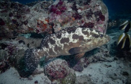 Maldives HAS introduced new measures to address the decline of wild grouper. PHOTO: BLUE MARINE FOUNDATION