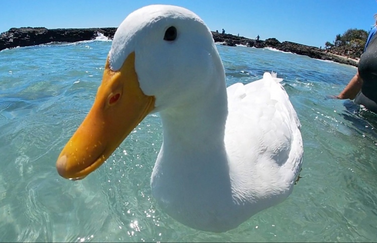 ރާޅާ އަޅާ އަސްދޫންޏަކަށް އާންމުންގެ ސަމާލުކަން