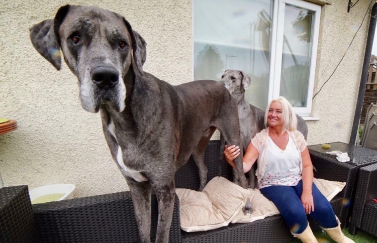 އެންމެ ދިގު ކުއްތާ މަރުވެއްޖެ