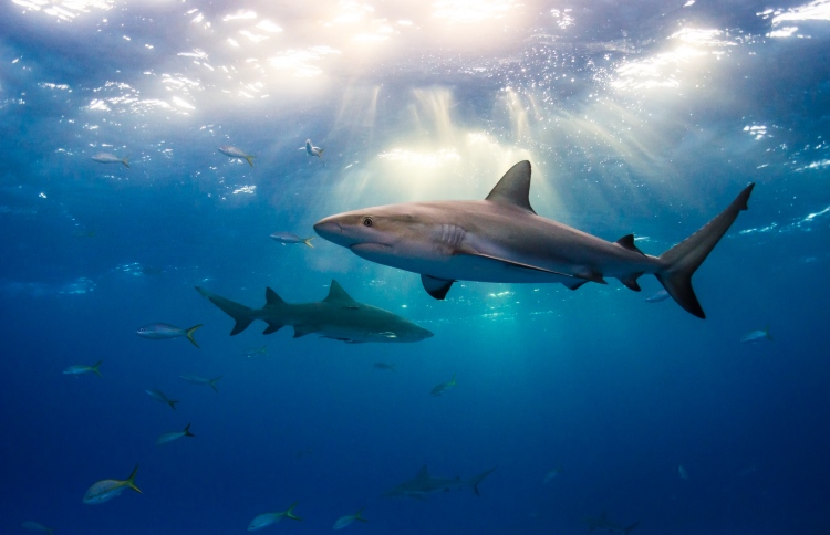 މިޔަރު ހިމާޔަތްކުރުމުގެ ނަމޫނާ ދަމަހައްޓަން ގޮވާލައިފި