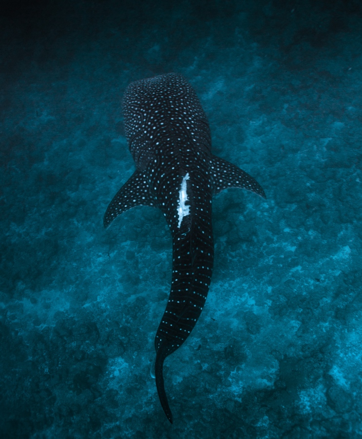 ފޮޓޯ: މުހައްމަދު ރިޒްހާން