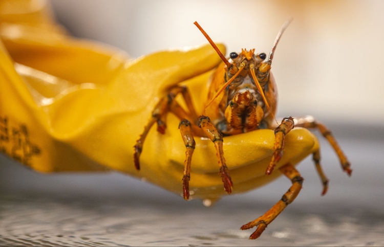 ބަނާނާ: ރީނދޫ ކުލައިގެ އިއްސެއް